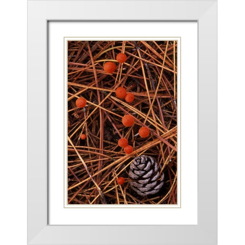 MI, Vermilion hygrophorus mushrooms White Modern Wood Framed Art Print with Double Matting by Carlson, Mark