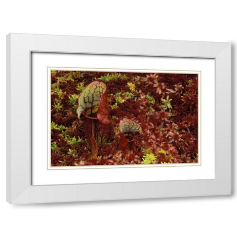 MI, Northern pitcher plants in sphagnum in autumn White Modern Wood Framed Art Print with Double Matting by Carlson, Mark