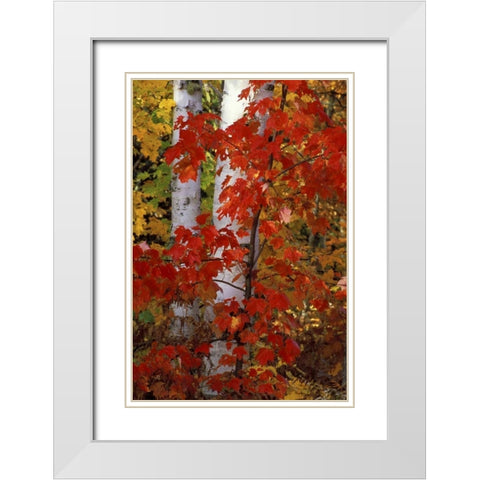 MI, White paper birch with maple trees in Autumn White Modern Wood Framed Art Print with Double Matting by Carlson, Mark