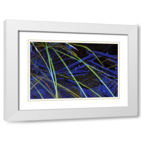MI, Upper Peninsula, Sedge leaves under thin ice White Modern Wood Framed Art Print with Double Matting by Carlson, Mark