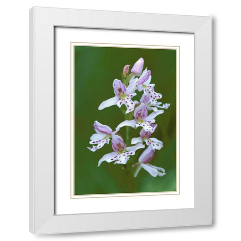 MI, Upper Peninsula, Small round-leafed orchis White Modern Wood Framed Art Print with Double Matting by Carlson, Mark