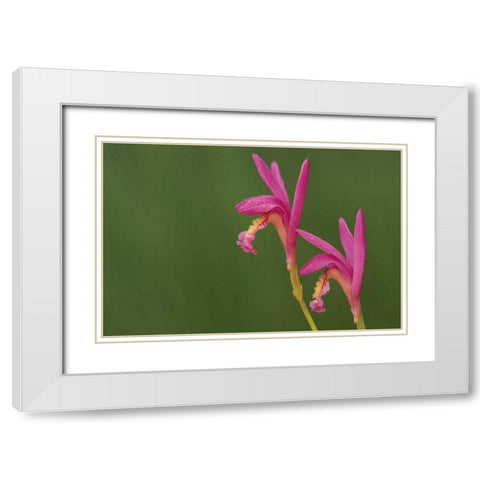 Michigan, Close-up of native orchids White Modern Wood Framed Art Print with Double Matting by Carlson, Mark