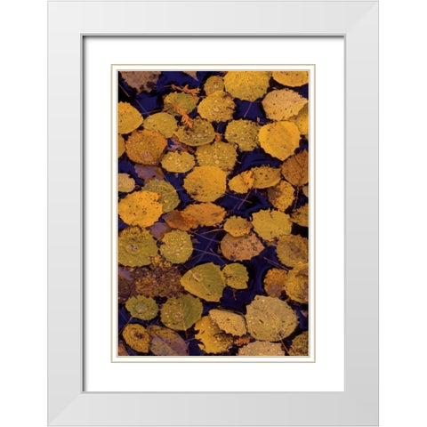 MI, Largetooth aspen leaves in Autumn on water White Modern Wood Framed Art Print with Double Matting by Carlson, Mark