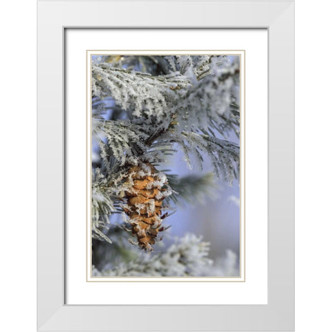 MI, Morning light on balsam fir cone with frost White Modern Wood Framed Art Print with Double Matting by Carlson, Mark