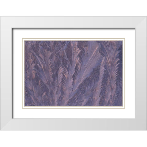 USA, Michigan, Feathery frost patterns on window White Modern Wood Framed Art Print with Double Matting by Carlson, Mark