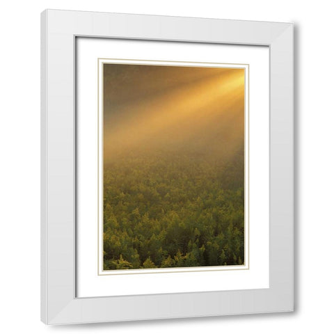 MI, Meadow of goldenrod in foggy summer sunlight White Modern Wood Framed Art Print with Double Matting by Carlson, Mark