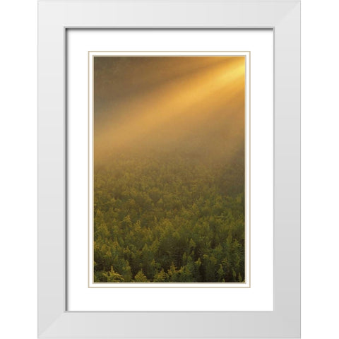 MI, Meadow of goldenrod in foggy summer sunlight White Modern Wood Framed Art Print with Double Matting by Carlson, Mark