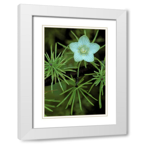 MI, Bog-Star flower in tree needles in autumn White Modern Wood Framed Art Print with Double Matting by Carlson, Mark