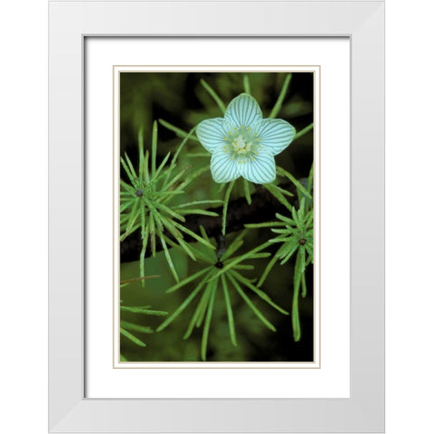 MI, Bog-Star flower in tree needles in autumn White Modern Wood Framed Art Print with Double Matting by Carlson, Mark
