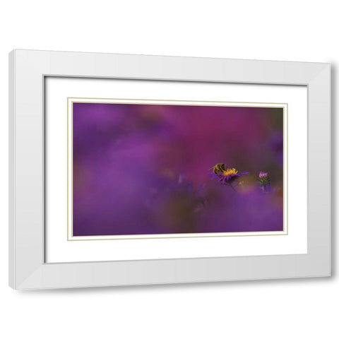 MI, Honeybee pollinating aster blossom White Modern Wood Framed Art Print with Double Matting by Carlson, Mark