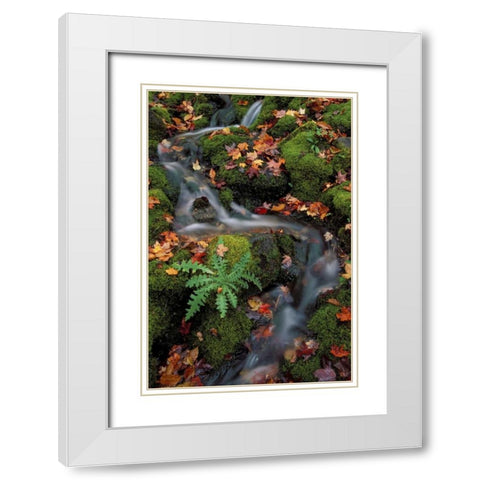 MI, Waterfall through moss and autumn leaves White Modern Wood Framed Art Print with Double Matting by Carlson, Mark