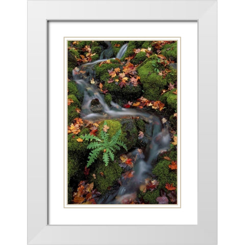 MI, Waterfall through moss and autumn leaves White Modern Wood Framed Art Print with Double Matting by Carlson, Mark