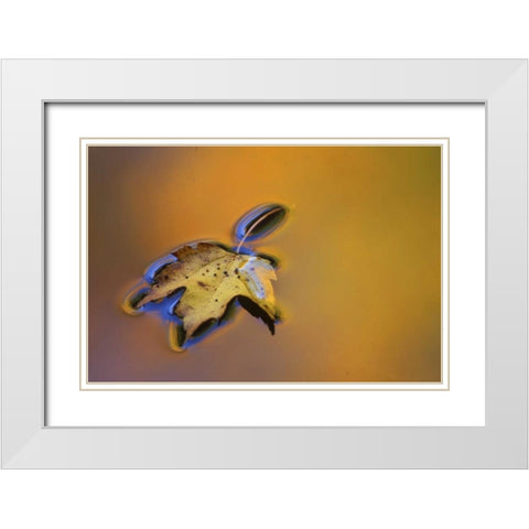 MI, Maple leaf floating on water surface White Modern Wood Framed Art Print with Double Matting by Carlson, Mark