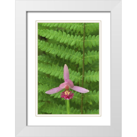 MI, Rose pogonia orchid and marsh fern in spring White Modern Wood Framed Art Print with Double Matting by Carlson, Mark