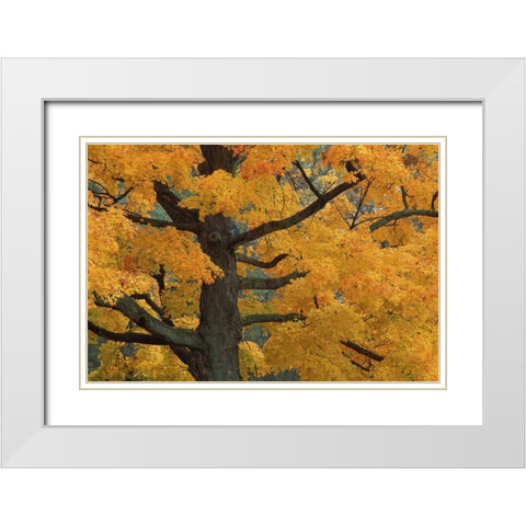 Michigan, Close-up of sugar maple tree in autumn White Modern Wood Framed Art Print with Double Matting by Carlson, Mark