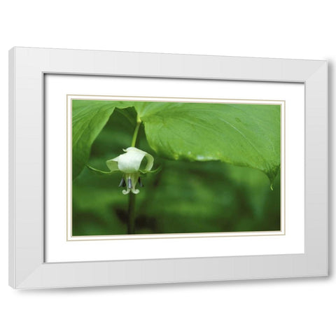 MI, Trillium flower hangs beneath leaf in spring White Modern Wood Framed Art Print with Double Matting by Carlson, Mark