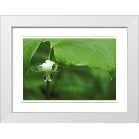 MI, Trillium flower hangs beneath leaf in spring White Modern Wood Framed Art Print with Double Matting by Carlson, Mark