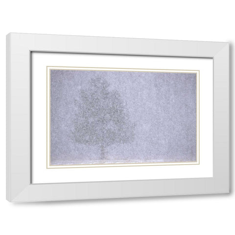 MI, White pine in a heavy snow squall White Modern Wood Framed Art Print with Double Matting by Carlson, Mark