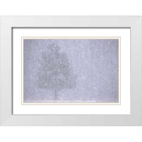 MI, White pine in a heavy snow squall White Modern Wood Framed Art Print with Double Matting by Carlson, Mark