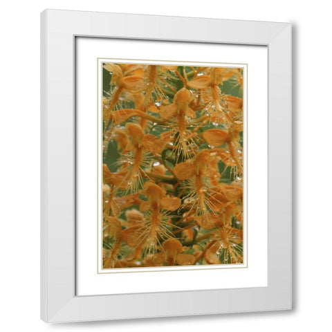 Michigan, Yellow fringed orchid with dew White Modern Wood Framed Art Print with Double Matting by Carlson, Mark