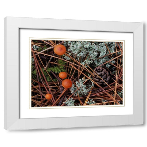 MI, Forest floor with mushrooms and leaf litter White Modern Wood Framed Art Print with Double Matting by Carlson, Mark
