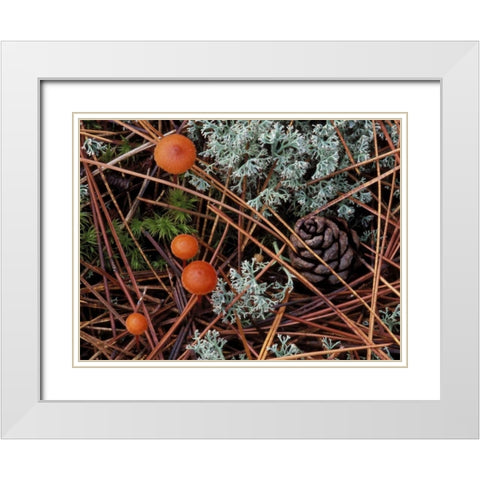 MI, Forest floor with mushrooms and leaf litter White Modern Wood Framed Art Print with Double Matting by Carlson, Mark
