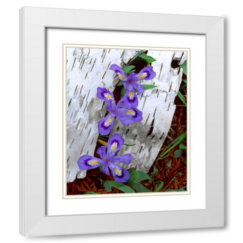 MI, Dwarf lake iris growing through birch bark White Modern Wood Framed Art Print with Double Matting by Zuckerman, Jim