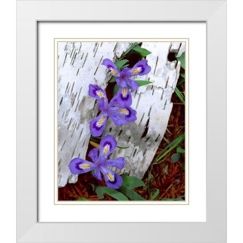 MI, Dwarf lake iris growing through birch bark White Modern Wood Framed Art Print with Double Matting by Zuckerman, Jim