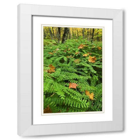 Michigan Fallen leaves on ferns in forest White Modern Wood Framed Art Print with Double Matting by Rotenberg, Nancy