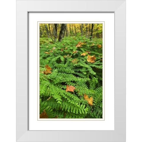 Michigan Fallen leaves on ferns in forest White Modern Wood Framed Art Print with Double Matting by Rotenberg, Nancy