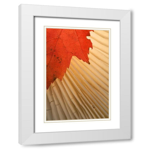 Michigan Red maple leaf and mushroom gill White Modern Wood Framed Art Print with Double Matting by Rotenberg, Nancy