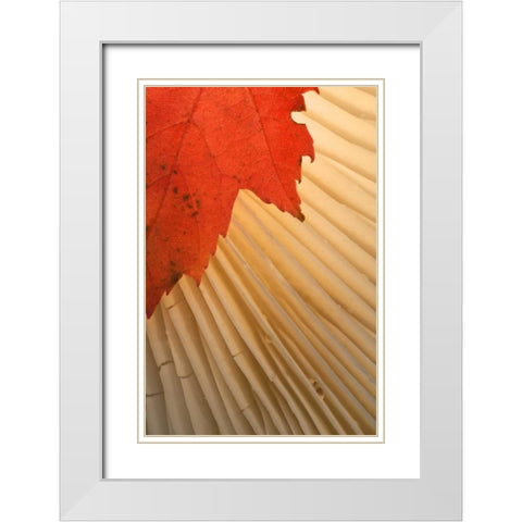 Michigan Red maple leaf and mushroom gill White Modern Wood Framed Art Print with Double Matting by Rotenberg, Nancy