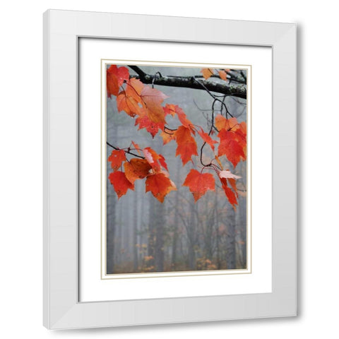 MI, Red maple leaves hang in a foggy forest White Modern Wood Framed Art Print with Double Matting by Rotenberg, Nancy
