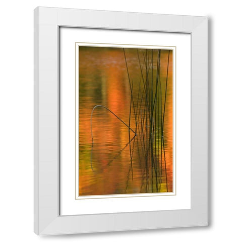 Michigan Reeds in autumn reflections in water White Modern Wood Framed Art Print with Double Matting by Rotenberg, Nancy