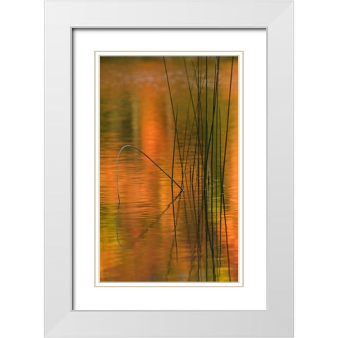 Michigan Reeds in autumn reflections in water White Modern Wood Framed Art Print with Double Matting by Rotenberg, Nancy