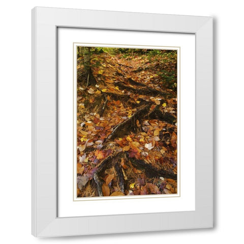 MI, Roots of trees with fallen leaves in autumn White Modern Wood Framed Art Print with Double Matting by Rotenberg, Nancy