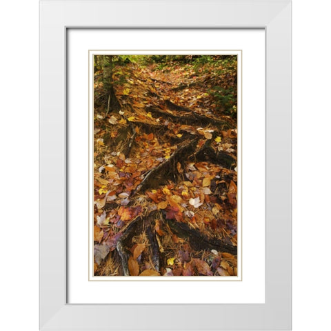 MI, Roots of trees with fallen leaves in autumn White Modern Wood Framed Art Print with Double Matting by Rotenberg, Nancy