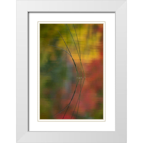 MI, Autumn foliage reflect on Thornton Lake White Modern Wood Framed Art Print with Double Matting by Rotenberg, Nancy