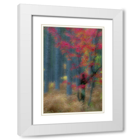 Michigan Soft focus of a forest in autumn color White Modern Wood Framed Art Print with Double Matting by Rotenberg, Nancy
