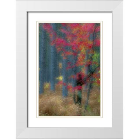 Michigan Soft focus of a forest in autumn color White Modern Wood Framed Art Print with Double Matting by Rotenberg, Nancy