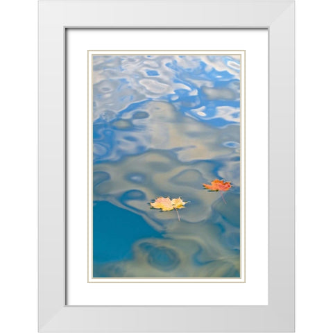 MI, Two leaves floating on Petes Lake White Modern Wood Framed Art Print with Double Matting by Rotenberg, Nancy