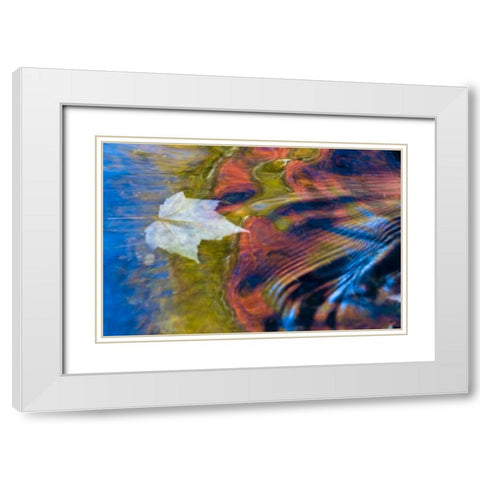 MI, Maple leaf and fall reflections in Bond Falls White Modern Wood Framed Art Print with Double Matting by Rotenberg, Nancy