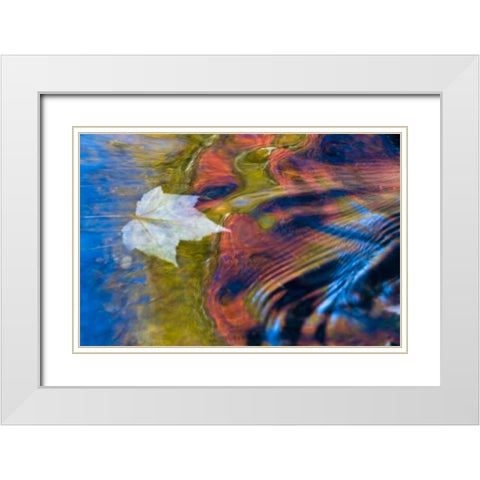 MI, Maple leaf and fall reflections in Bond Falls White Modern Wood Framed Art Print with Double Matting by Rotenberg, Nancy
