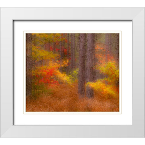 Michigan Soft focus of a forest in autumn color White Modern Wood Framed Art Print with Double Matting by Rotenberg, Nancy