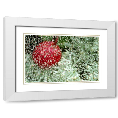 MI, Wintergreen berry and lichen through dew White Modern Wood Framed Art Print with Double Matting by Carlson, Mark