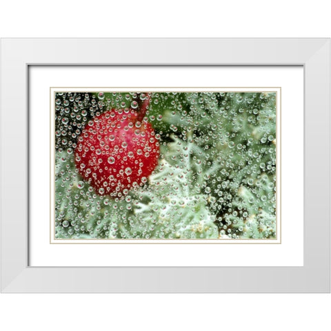 MI, Wintergreen berry and lichen through dew White Modern Wood Framed Art Print with Double Matting by Carlson, Mark