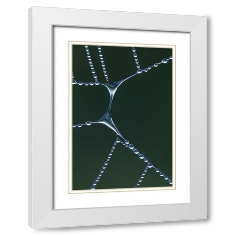 USA, Michigan Dewy web section with water span White Modern Wood Framed Art Print with Double Matting by Carlson, Mark