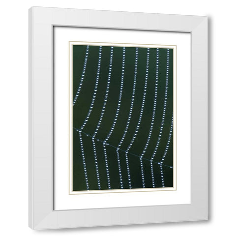 MI, Dew web strands with horizontal junction White Modern Wood Framed Art Print with Double Matting by Carlson, Mark