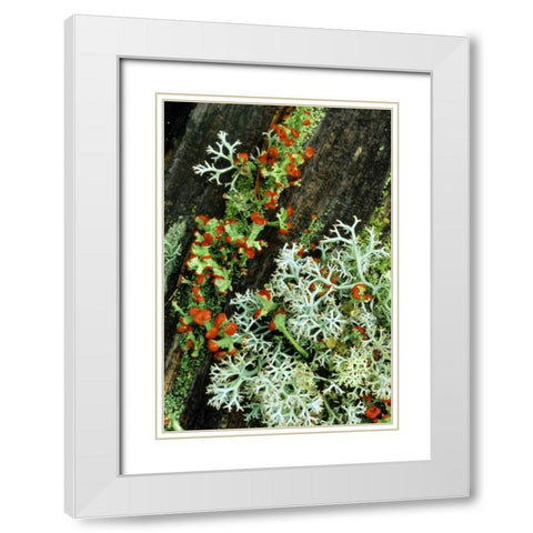 MI, British soldier plant and reindeer lichens White Modern Wood Framed Art Print with Double Matting by Carlson, Mark