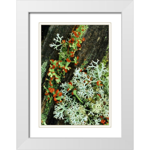 MI, British soldier plant and reindeer lichens White Modern Wood Framed Art Print with Double Matting by Carlson, Mark